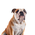 Petland Pickerington Victorian Bulldog