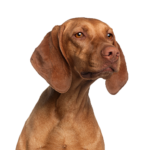 Petland Pickerington Vizsla