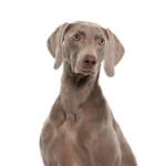Petland Pickerington Weimaramer