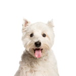 Petland Pickerington West Highland Terrier