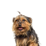 Petland Pickerington Yorkie-Chon