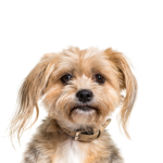 Petland Pickerington Yorkiepoo