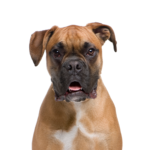 Petland Pickerington Boxer