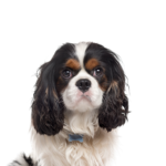 Petland Pickerington Cavalier King Charles Spaniel