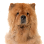 Petland Pickerington Chow Chow