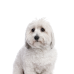 Petland Pickerington Coton De Tulear