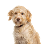 Petland Pickerington Labradoodle