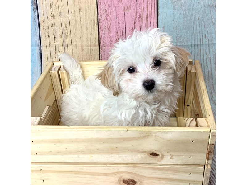 Maltipoo-Male-Cream-3580849-Petland Pickerington