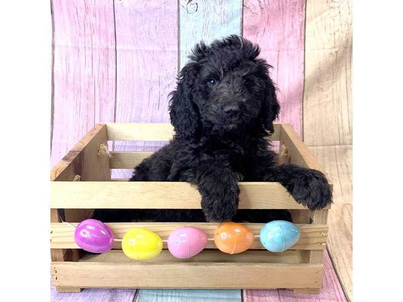 Goldendoodle-Male-Black-3591026-Petland Pickerington