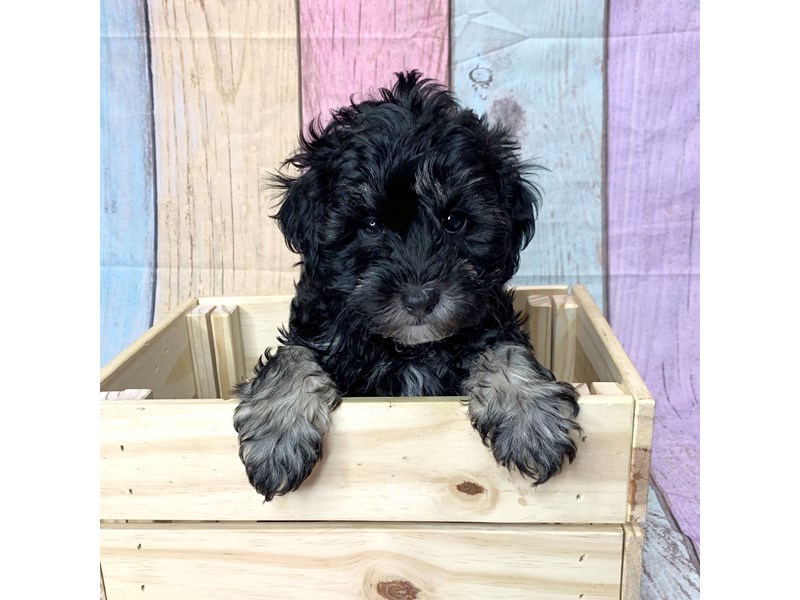 Mini Labradoodle-Male-Blk-3610863-Petland Pickerington