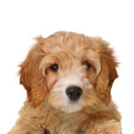 Petland Pickerington Cavapoo