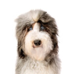 Petland Pickerington Miniature Sheepadoodle