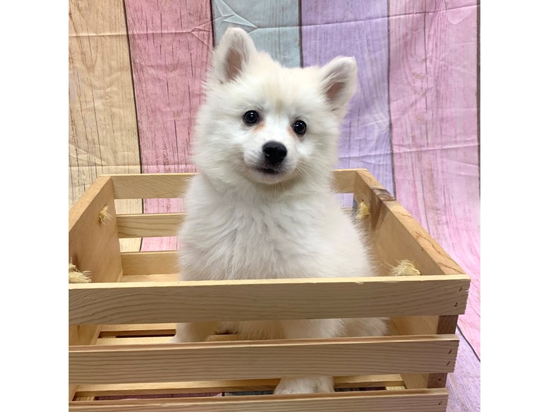 American Eskimo Dog-Female-White-3705475-Petland Pickerington