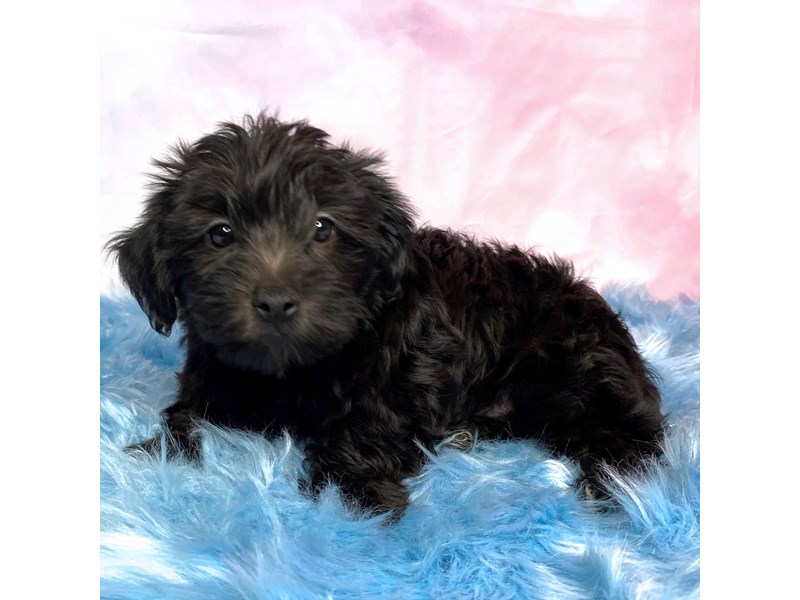 Yorkie-Poo-Male-Black-3825132-Petland Pickerington