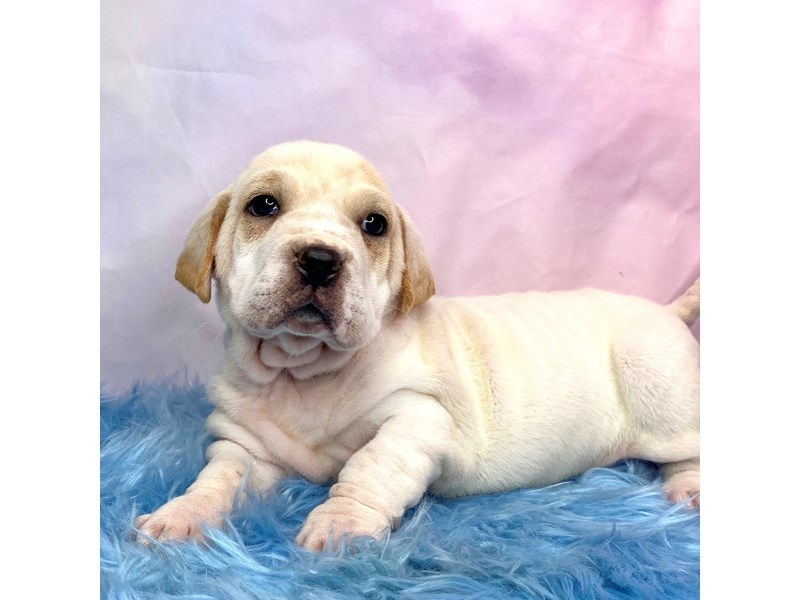 Walrus-Female-Lemon / White-3860439-Petland Pickerington