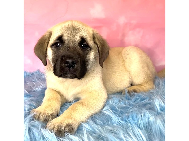 English Mastiff-Male-Fawn-3905801-Petland Pickerington