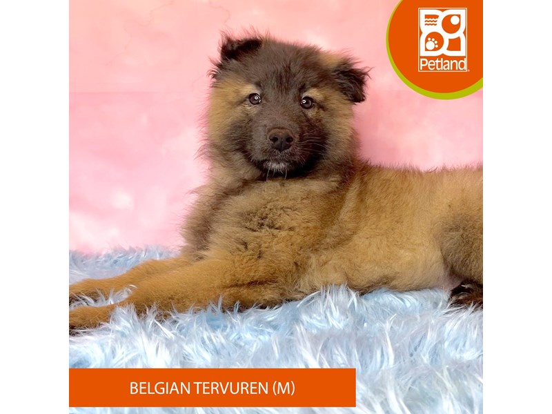 Belgian Tervuren-Male-Mahogany / Black-3948141-Petland Pickerington