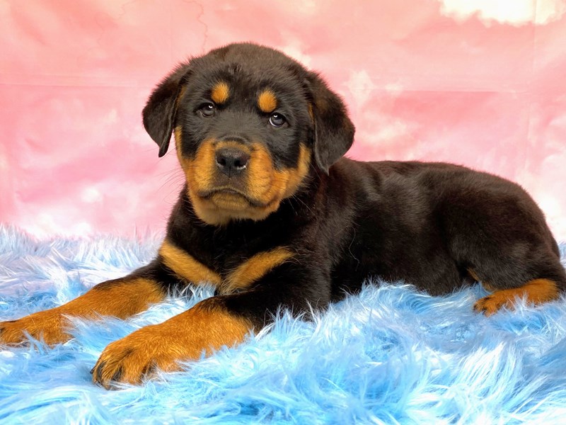Rottweiler-Female-Black and Tan-3959271-Petland Pickerington
