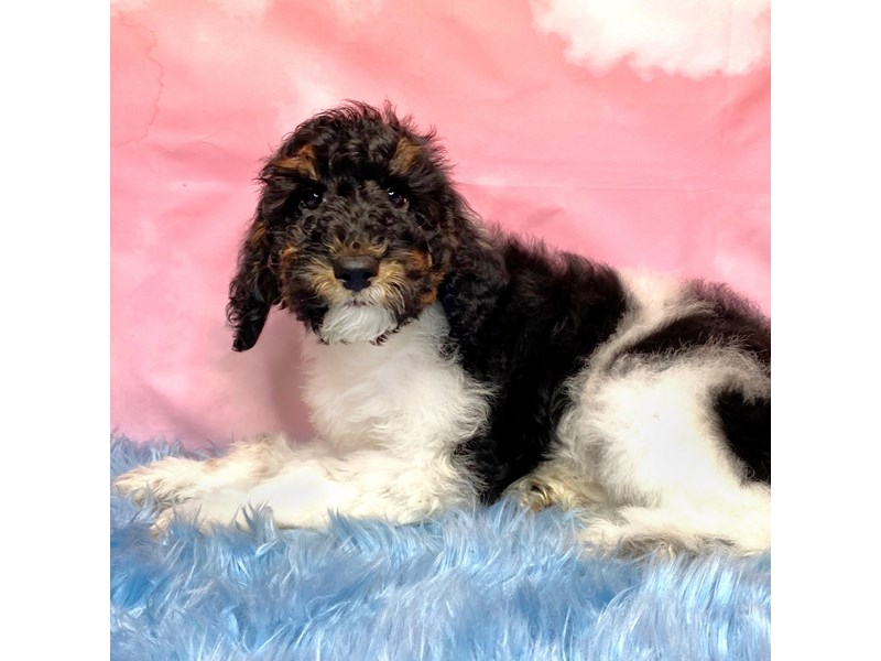 Moyen Poodle-Male-Parti-3919336-Petland Pickerington