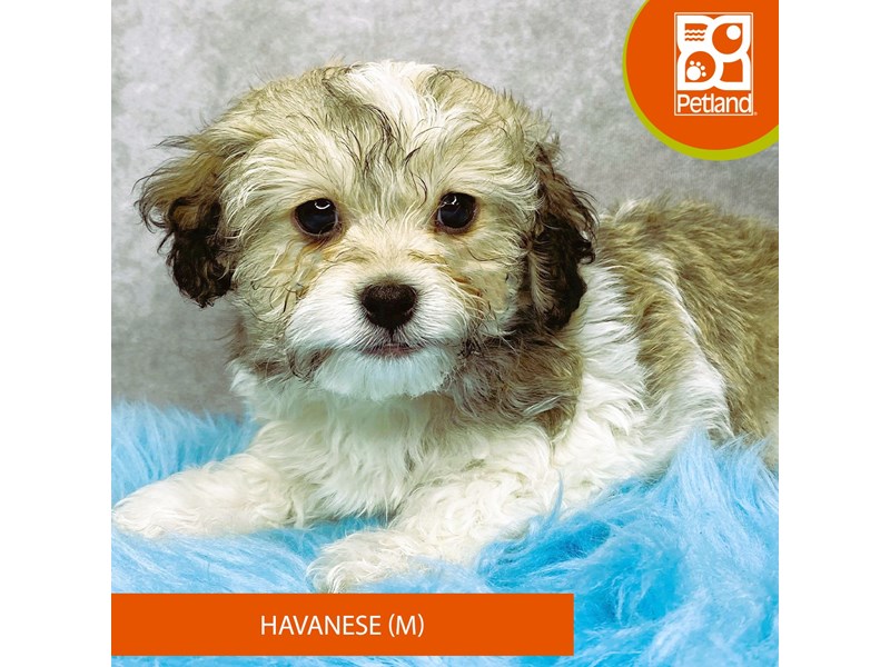 Havanese-Male-Tri-Colored-3990935-Petland Pickerington
