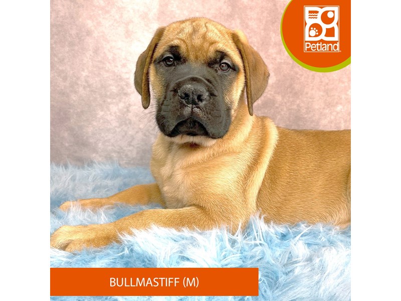 Bullmastiff-Male-Fawn-3998253-Petland Pickerington