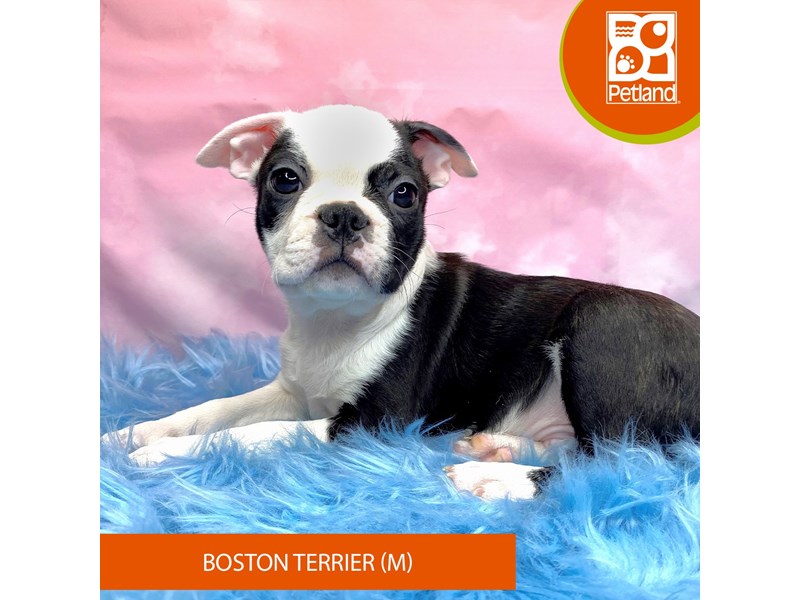 Boston Terrier-Male-Black / White-3969823-Petland Pickerington