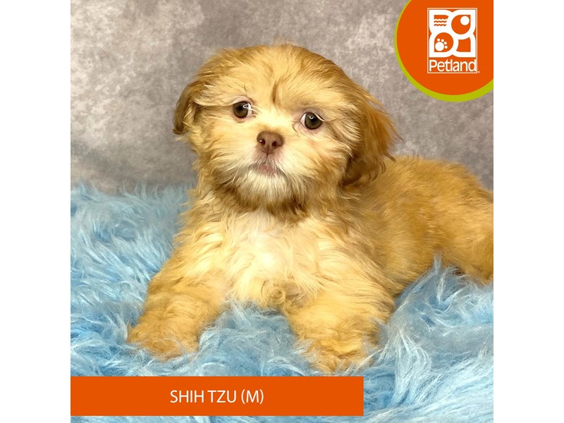 Shih Tzu-Male-Gold-4017509-Petland Pickerington