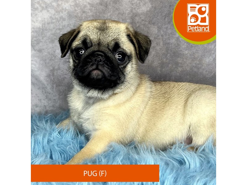 Pug-Female-Fawn-4029555-Petland Pickerington