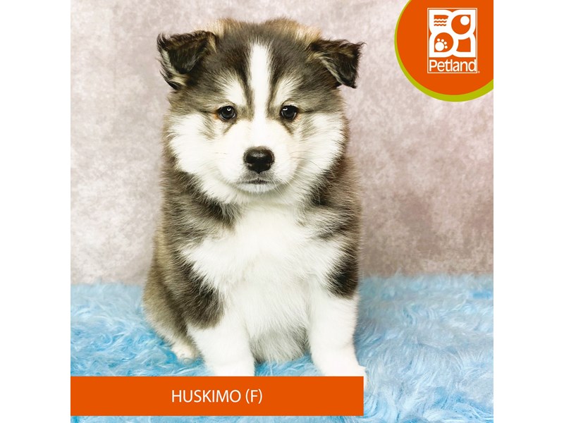 Huskimo-Female-Black / White-4049857-Petland Pickerington