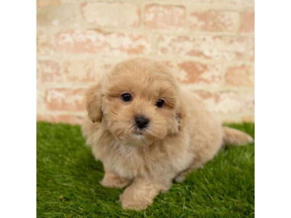 ShizaPoo-DOG-Female-Apricot-10237-Petland Pickerington