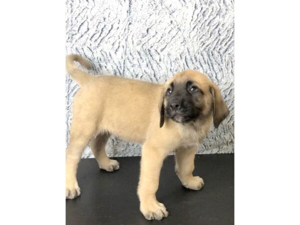 English Mastiff-DOG-Male-tan-13285P-Petland Pickerington