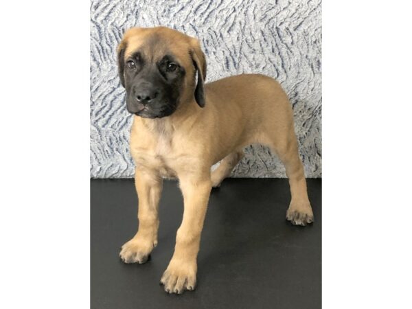 English Mastiff-DOG-Female-Apricot-13284P-Petland Pickerington