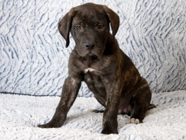 English Mastiff-DOG-Male-brindle-10263-Petland Pickerington