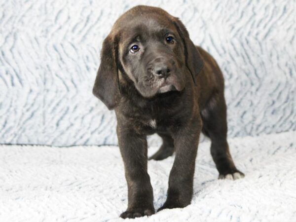 English Mastiff-DOG-Female-brindle-10264-Petland Pickerington