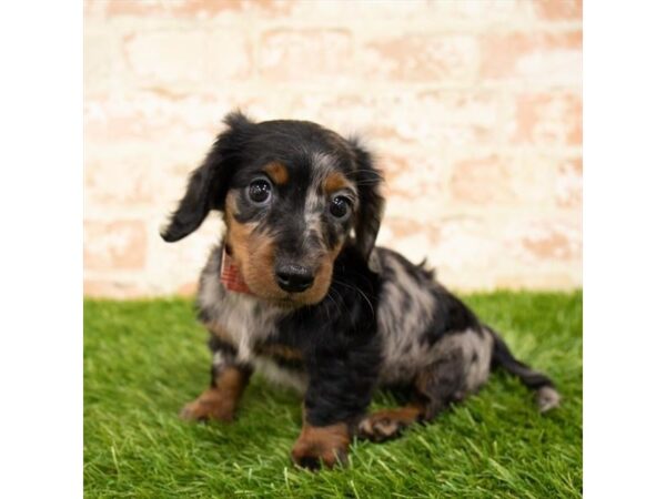 Dachshund-DOG-Male-Black / Tan-13368-Petland Pickerington, Ohio