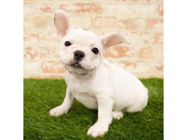 French Bulldog-DOG-Female-White-13401-Petland Pickerington, Ohio