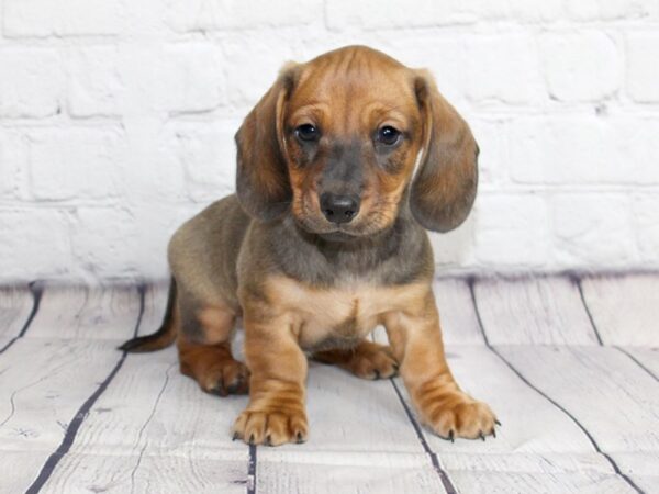 Dachshund-DOG-Male-RED-13398-Petland Pickerington, Ohio
