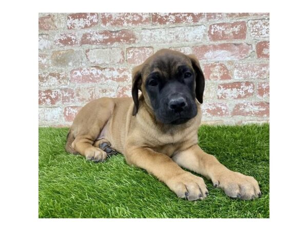 English Mastiff-DOG-Male-Apricot-13435-Petland Pickerington