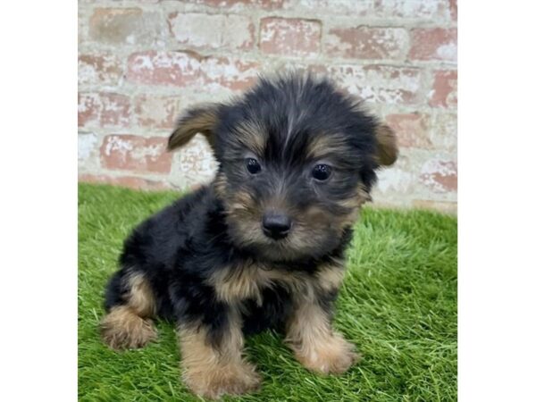 Yorkshire Terrier-DOG-Male-Black / Tan-13434-Petland Pickerington, Ohio