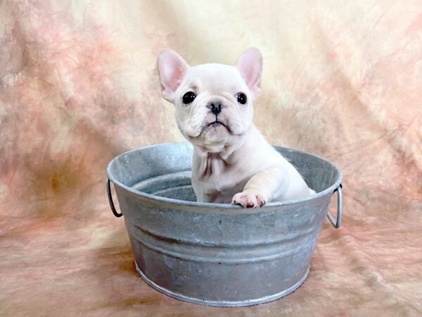 French Bulldog-DOG-Female-Cream-13482-Petland Pickerington, Ohio