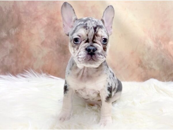 French Bulldog-DOG-Female-Merle-13481-Petland Pickerington, Ohio