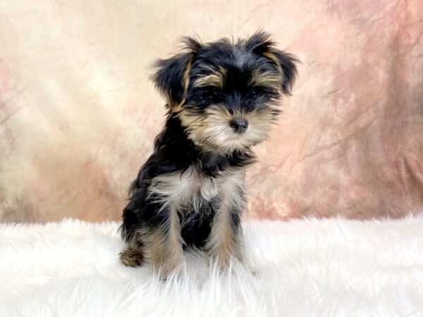 Yorkshire Terrier-DOG-Male-Black Tan-13463-Petland Pickerington, Ohio