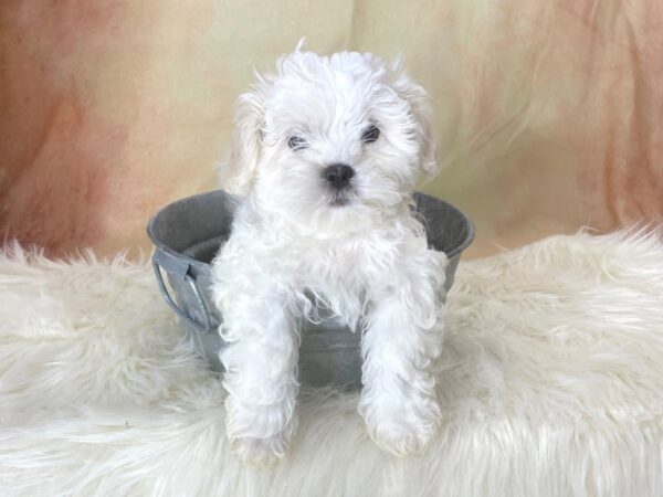 Shihpoo-DOG-Female-Brown and White-13493-Petland Pickerington, Ohio