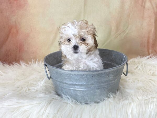 Shihpoo-DOG-Female-White-13494-Petland Pickerington, Ohio