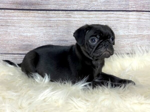 Pug-DOG-Male-Black-13506-Petland Pickerington, Ohio