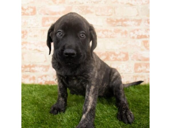 English Mastiff-DOG-Female-Brindle-13532-Petland Pickerington