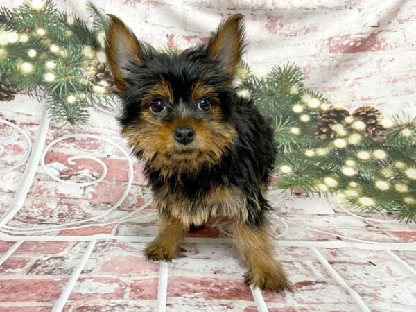 Yorkshire Terrier-DOG-Male-Black / Tan-13547-Petland Pickerington, Ohio