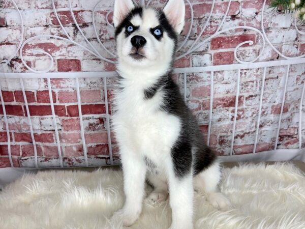 Siberian Husky-DOG-Male-Black / White-13535-Petland Pickerington, Ohio