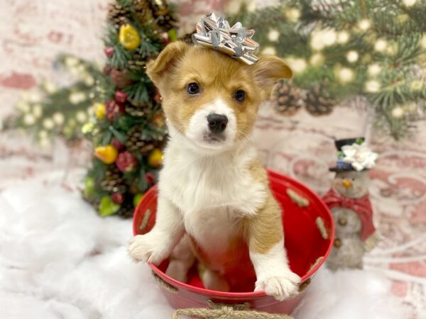 Pembroke Welsh Corgi-DOG-Female--13555-Petland Pickerington, Ohio