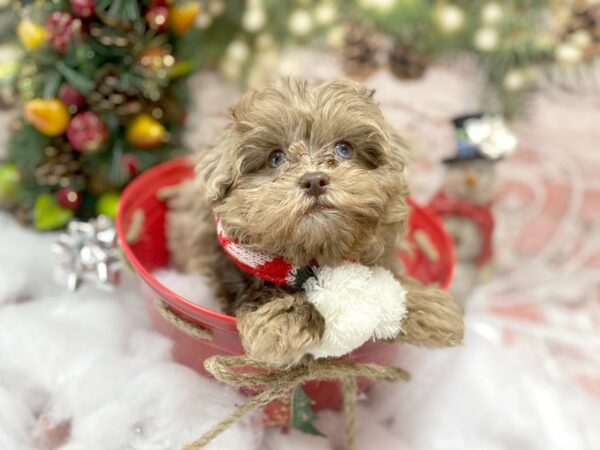 Shihpoo-DOG-Male-Chocolate-13560-Petland Pickerington, Ohio